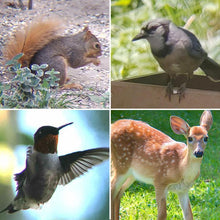 Load image into Gallery viewer, HD-T18X Mobile Monocular Telescope